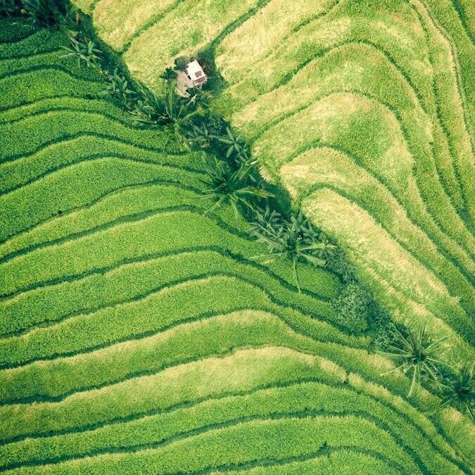 rice terraces aerial view
