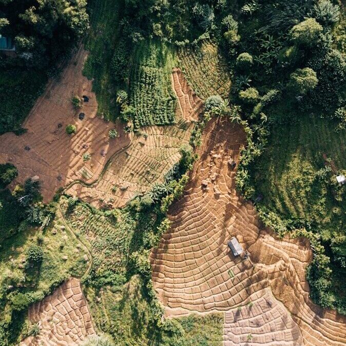 aerial photo of forest during daytime